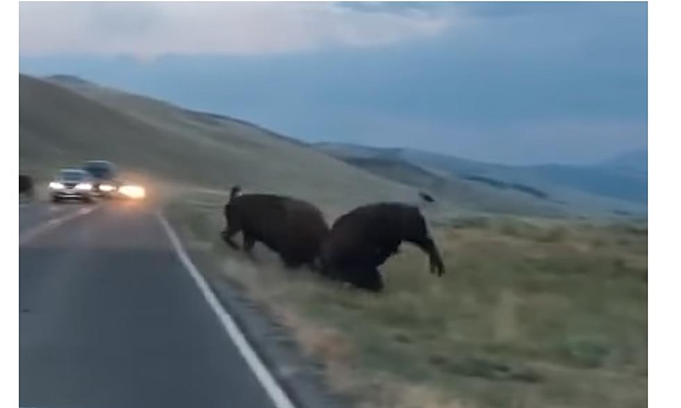 Another Angry Bison Bout in Yellowstone is a Warning