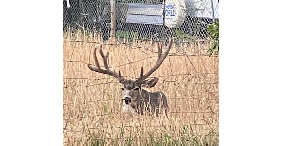 Buck Illegally Killed with Pellet Gun in Pocatello