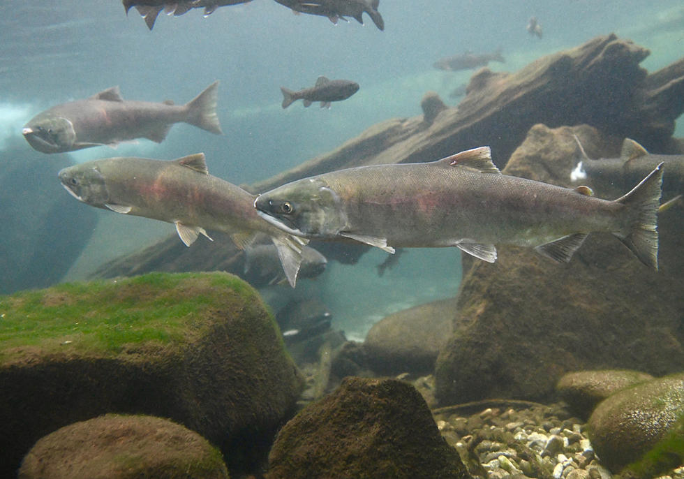 Less Than 50 Sockeye Salmon Return to Idaho’s Red Fish Lake