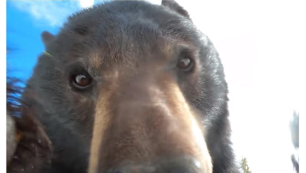 Curious Bear East of Idaho Finds Camera and Takes Selfie