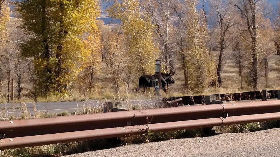 Moose Population Explodes in South Hills of Idaho