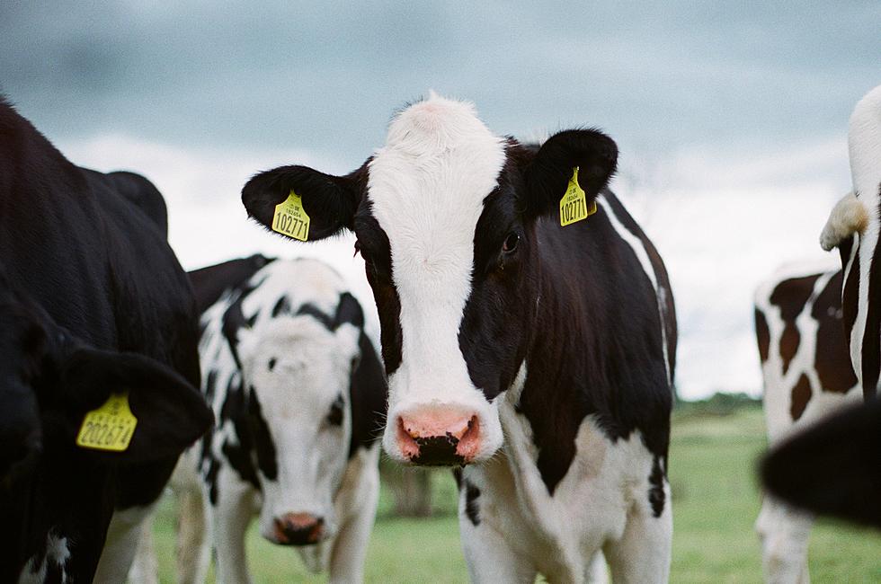 New Manure to Natural Gas Facility to Built at Wendell Dairy