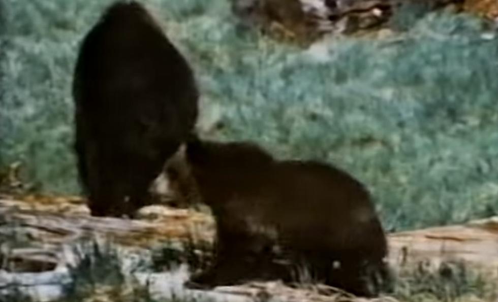 REPORT:  Yellowstone Grizzlies are Breeding Like Rabbits