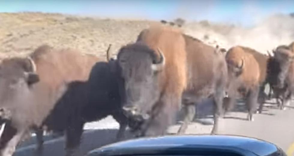 VIDEO:  Bison Stampede Over Yellowstone Bridge