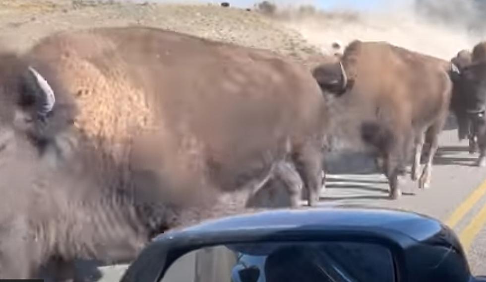 VIDEO:  Bison Stampede Over Yellowstone Bridge