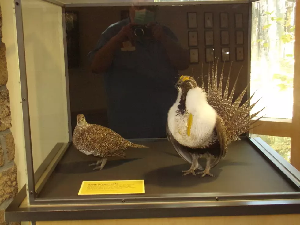 Some of our infamous birds! Picture by Bill Colley.