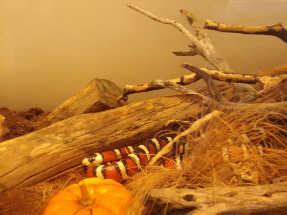 Cuddly pets of the high desert on display. Picture by Bill Colley.