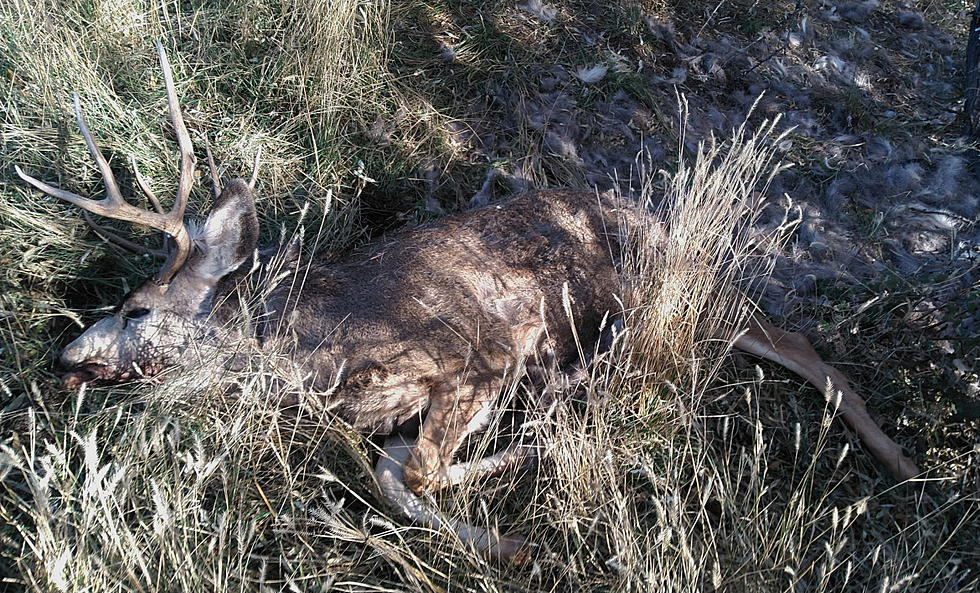 Mule Deer Left to Waste On Island Near Burley