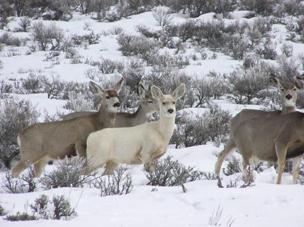 Public Invited to Attend Idaho Fish and Game Winter Feeding Meeting