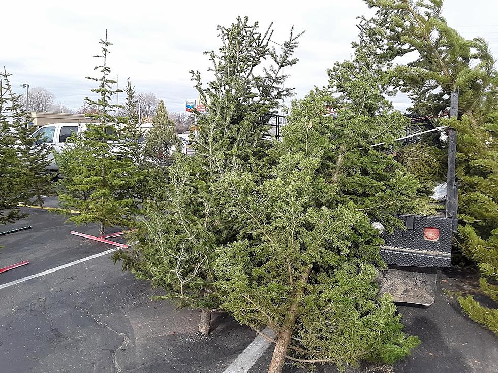 Does Idaho Have a Christmas Tree Shortage?  Get the Scoop