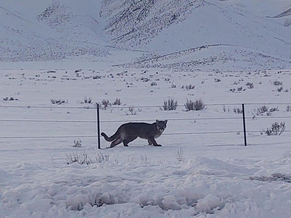 Mountain Lion Relaxes Near Carey, Idaho