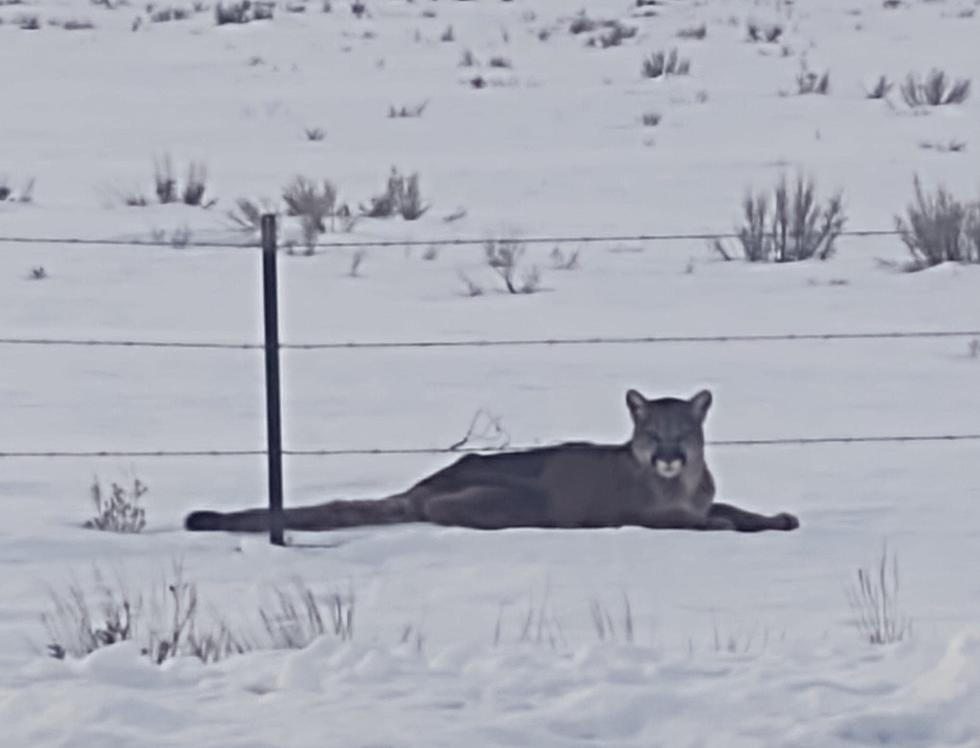 Mountain Lion Relaxes Near Carey, Idaho