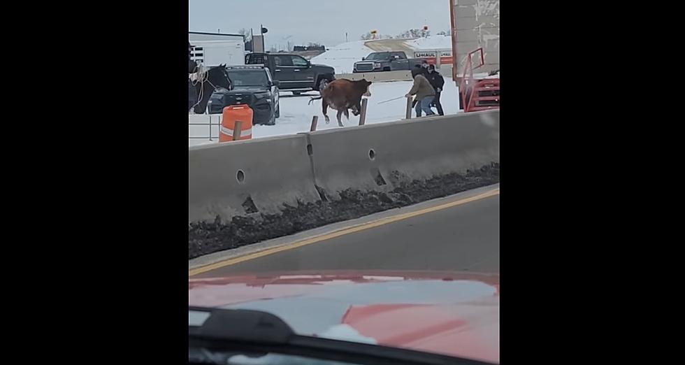 VIDEO:  Angry Cattle Roam Idaho Interstate