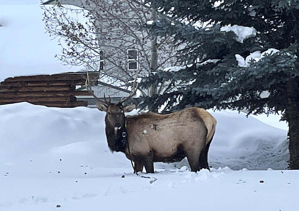 Elk Get Stuck, Tangled In Wood River Valley