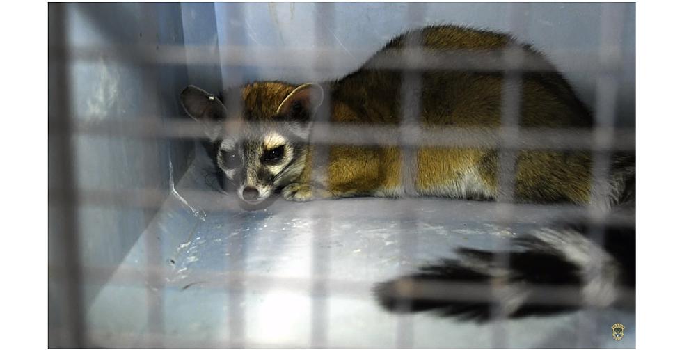 VIDEO: Rare Ringtail Captured in Twin Falls