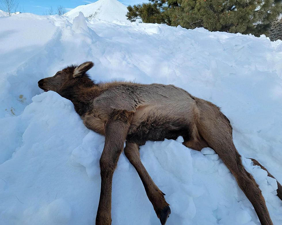 Young Elk Found Dead After Eating Toxic Plant in Blaine County