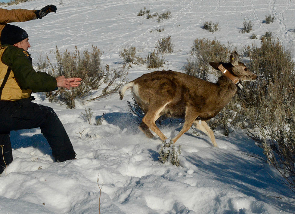 Deer and Pronghorn to be GPS Tracked in Magic Valley