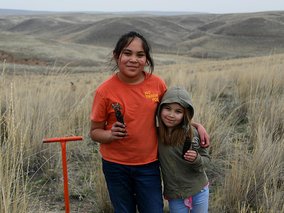 Help Fish and Game Plant Sagebrush in the Magic Valley