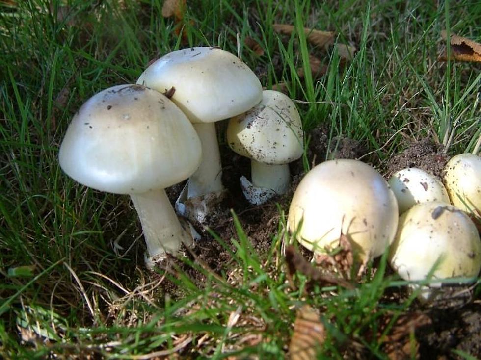 Deadly Mushroom Found in Idaho