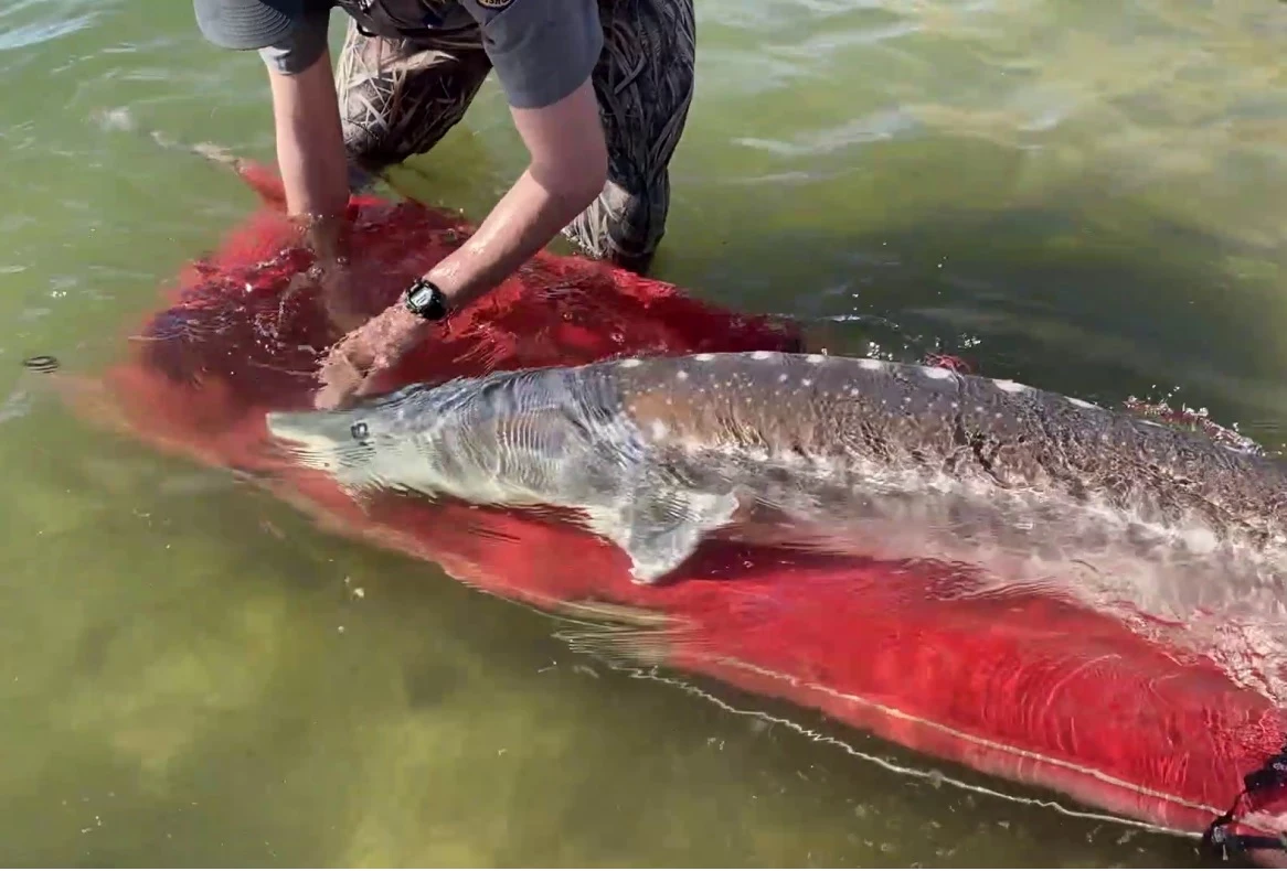 12-Year-Old Anger Catches Nearly 10-Foot Sturgeon in Idaho