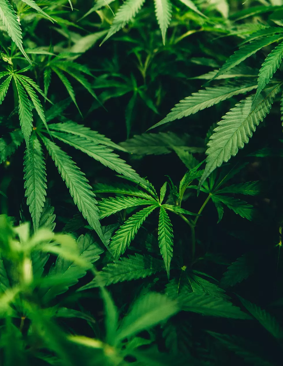 An Idaho Neighbor Legalizes Pot but Outlaws Marijuana