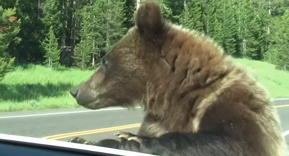 MENSA Rejects Have Grizzly Encounter at Yellowstone Park