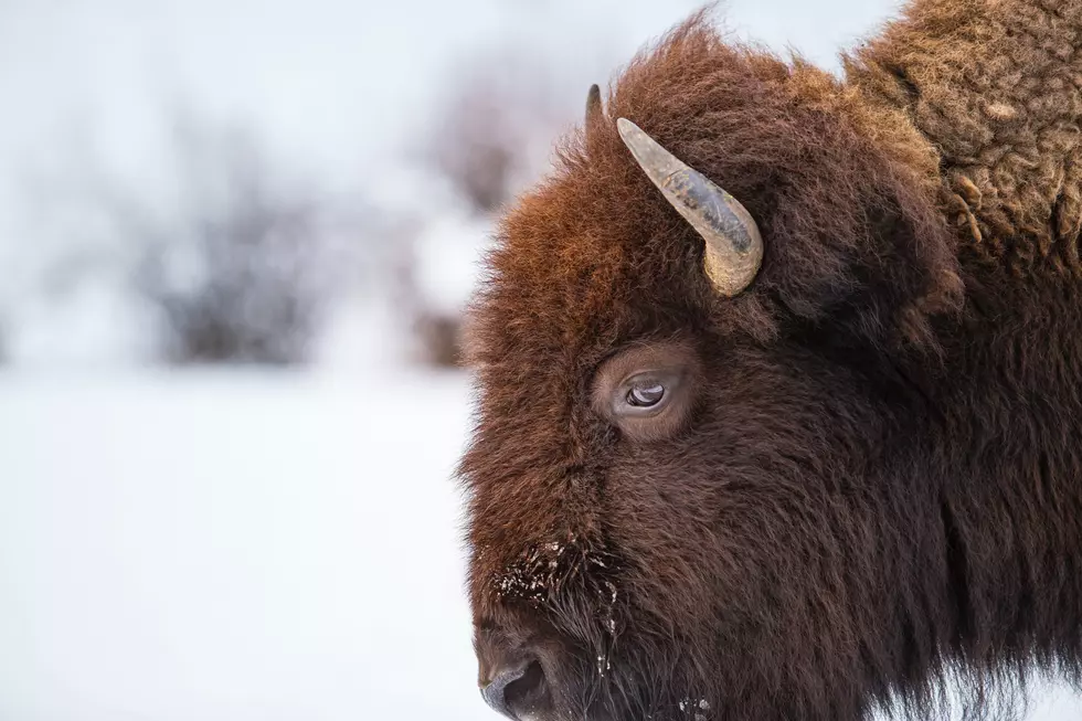 Yellowstone Prepares for Influx of Summer Idiots