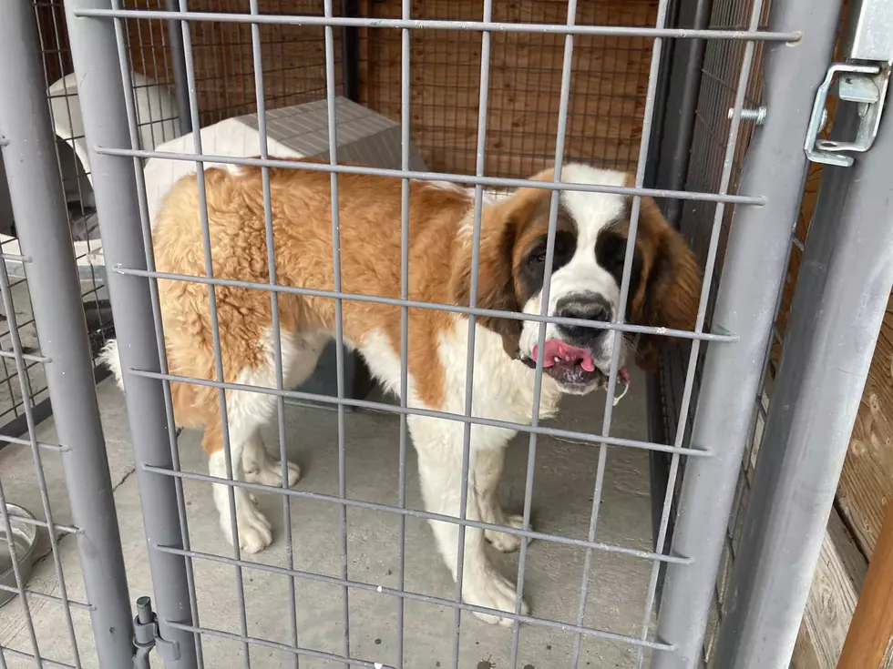 Lincoln County, ID Deputy Wrestles a Really Big Dog