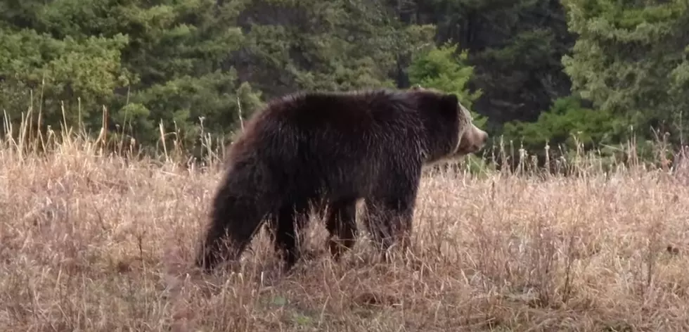 Man Survives Grizzly Encounter at Yellowstone Park