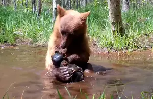 Bear Survives Wildfire and Adopts Toy Bear