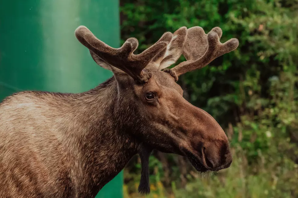 Pair of Meandering Moose Captured Near Twin Falls