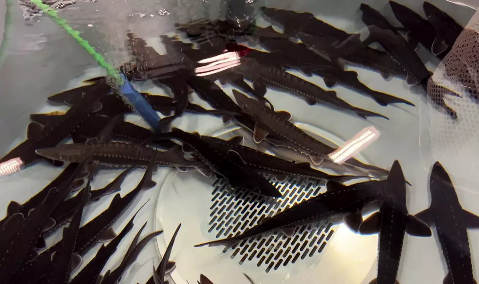 More Sturgeon from New Magic Valley Hatchery Stocked in Snake River