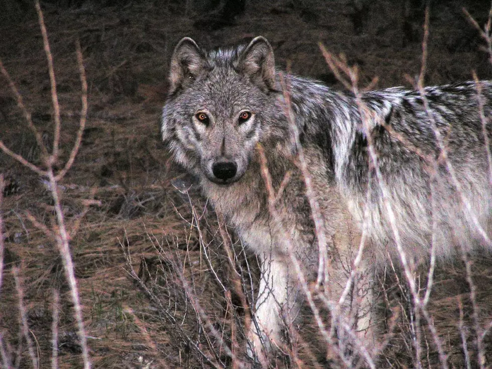 Idaho Wolf Population Down Hundreds in 2022 vs the Previous Year