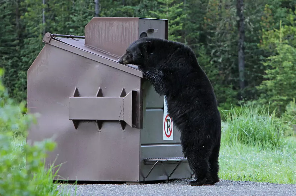 Bear that Charged Ketchum Woman to be Captured