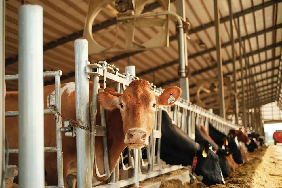 Construction Begins on Nation's Larges Research Dairy Near Rupert