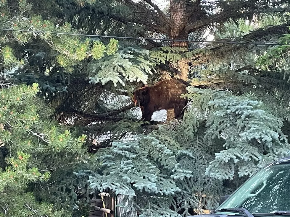 Aggressive Black Bear Raiding Trash In Ketchum Dies During Capture