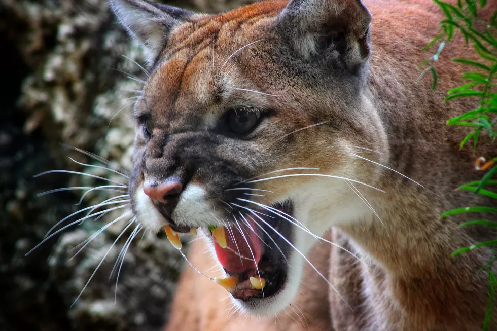 CLAIM:  A Mountain Lion Spotted at College of Southern Idaho