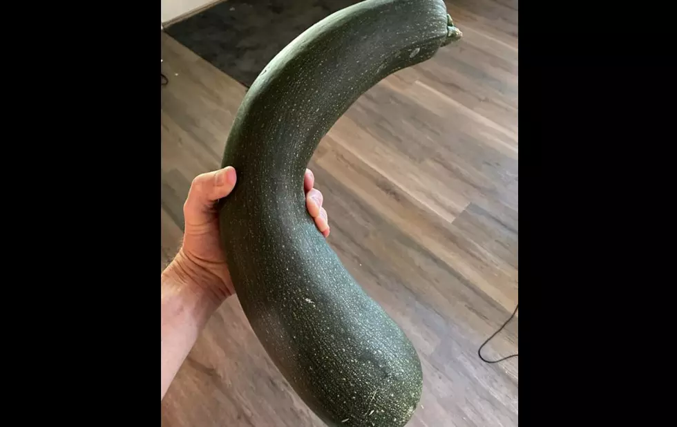 Idaho Zucchini Can be Used as a Baseball Bat