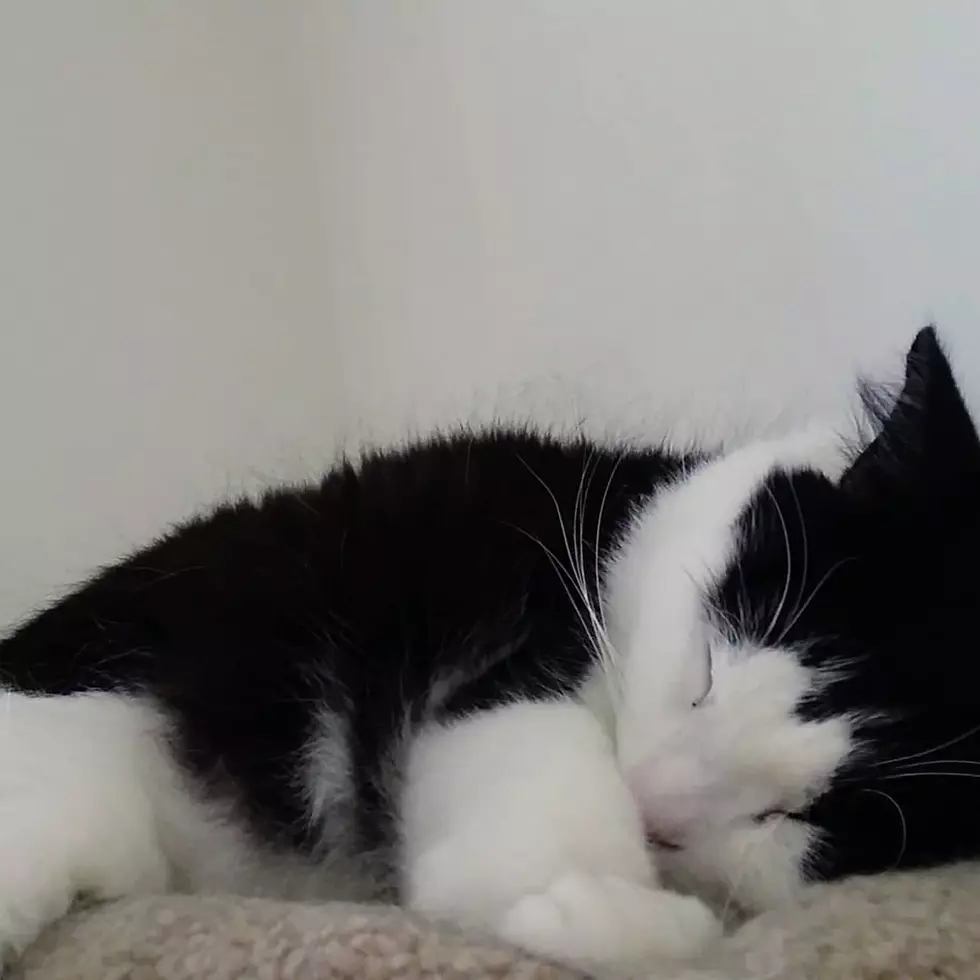 How I Became a Cat Person When I Moved to Idaho