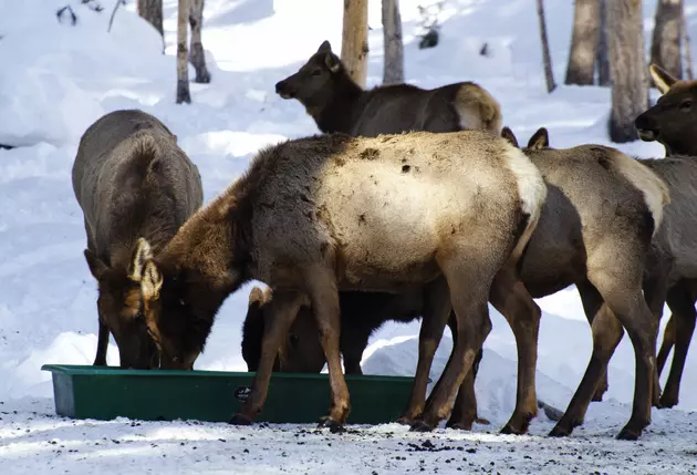Massive Elk Herd Finds Home North of Hailey, Idaho
