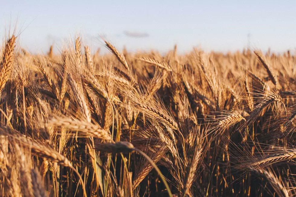 Idaho Signs $576 Million Wheat Deal with Taiwan