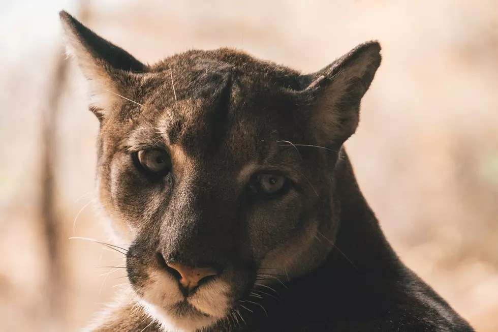 Mountain Lion Confirmed Along Trail in Twin Falls ID