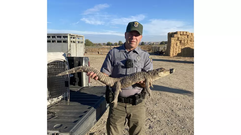 Idaho&#8217;s Mystery Alligator