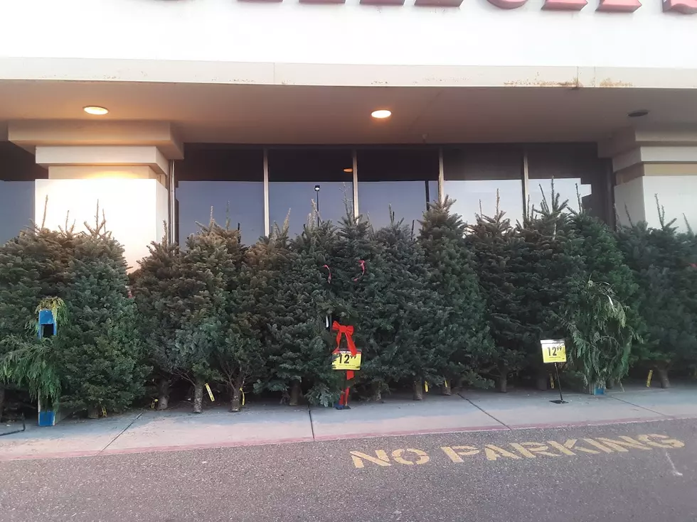 What’s Idaho’s Choice for Christmas Trees?  Real or Fake?
