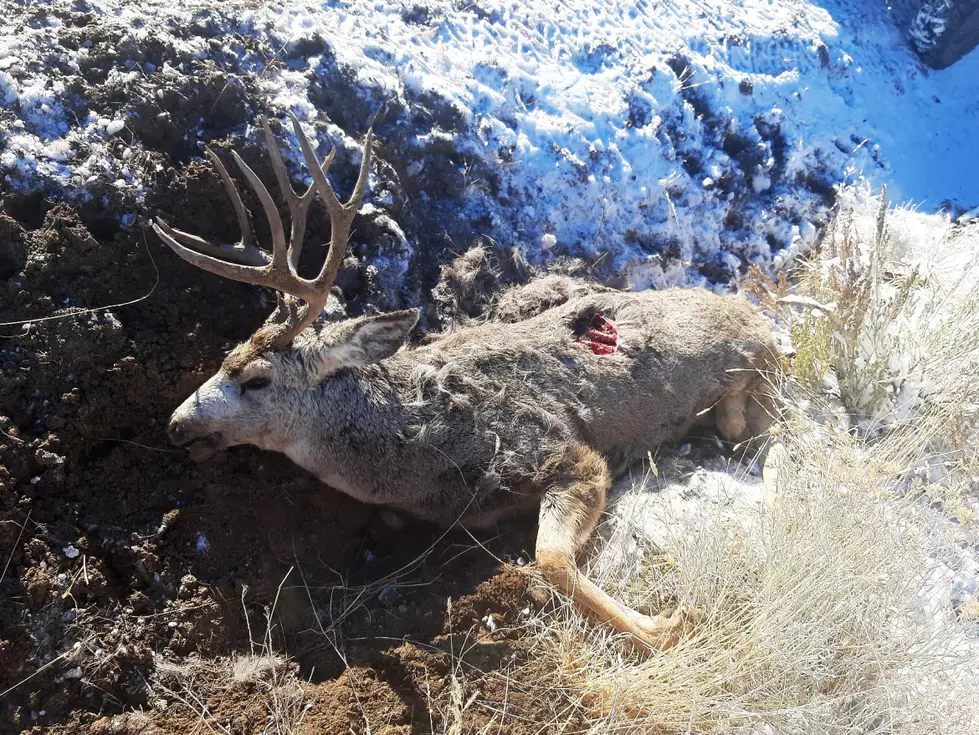 Buck Left to Waste in Lincoln County