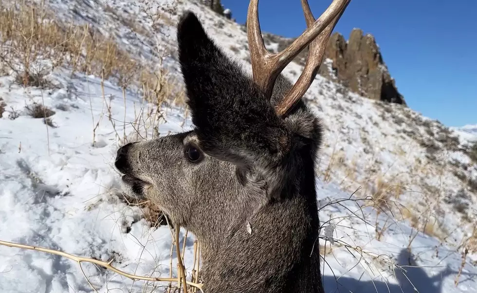 WATCH Idaho Fish and Game Pull Deer Trapped in Old Water Tank