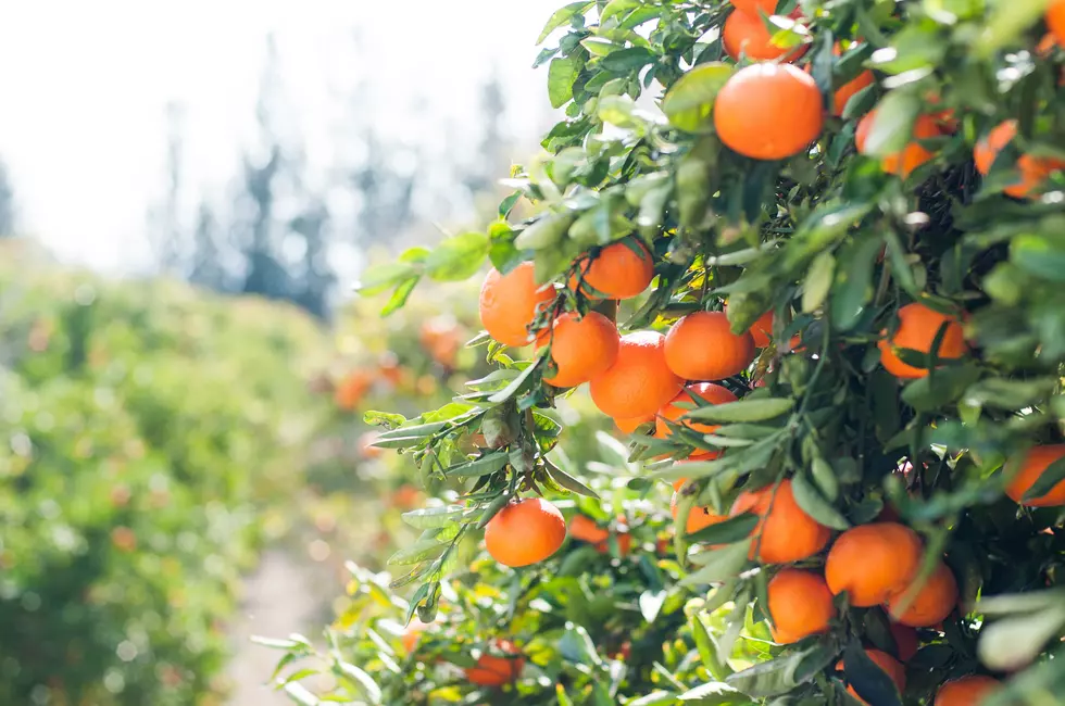 Idaho Girds for a Shortage of Oranges