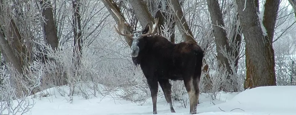 Moose Too Close to Busy Interstate Shot Near Declo