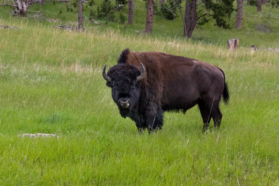 Environmentalists Plot to Ban Bison Hunt Neighboring Idaho