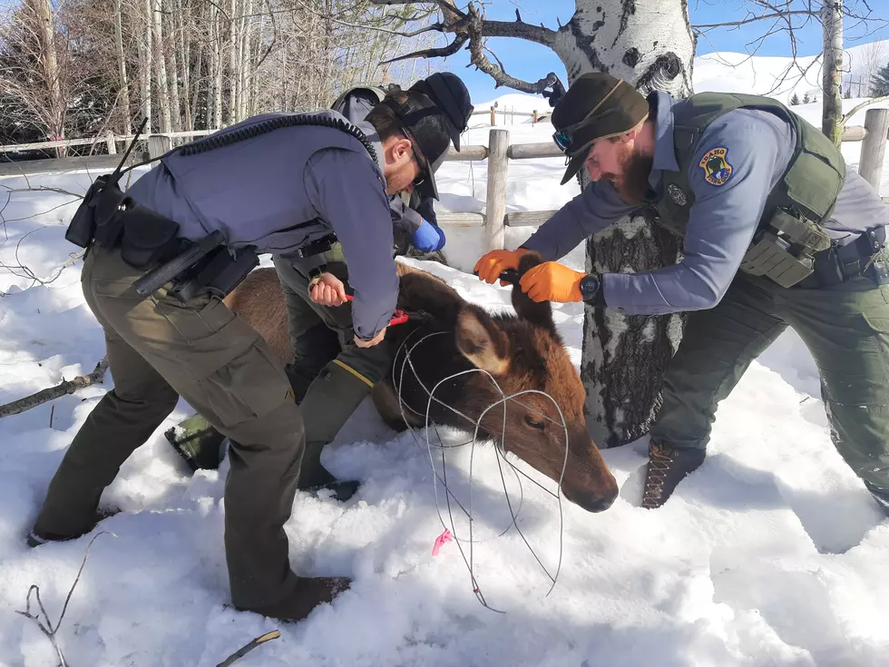 Elk Are Getting Tangled in the Wood River Valley